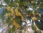 桂花