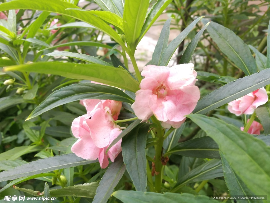 凤仙花