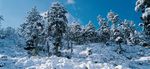 冬天雪景