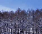 冬天雪景