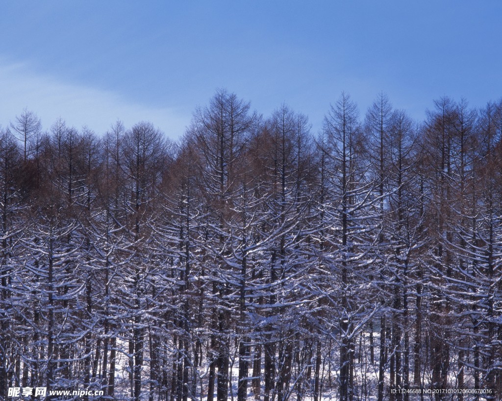 冬天雪景