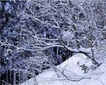 冬天雪景