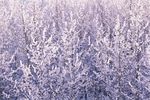 冬天雪景