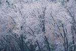 冬天雪景