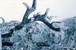 冬天雪景