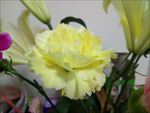 黄色康乃馨 粉色 母亲花