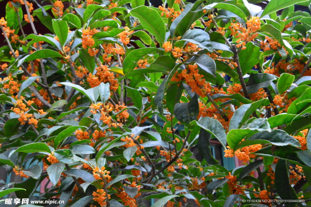 桂花