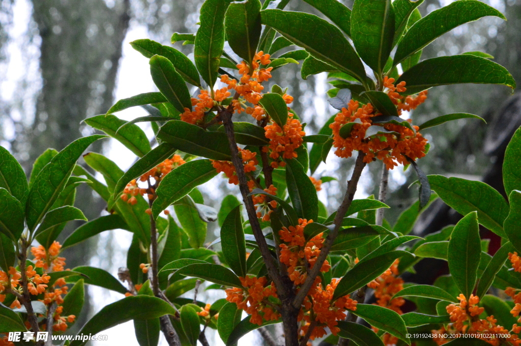 桂花
