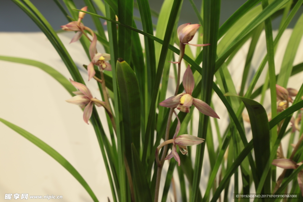 兰花