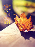 简约唯美枫叶寒露海报