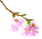 桃花 樱花