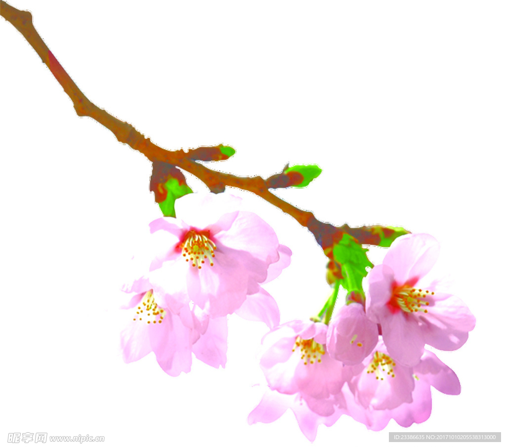 桃花 樱花