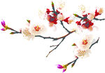 桃花 樱花