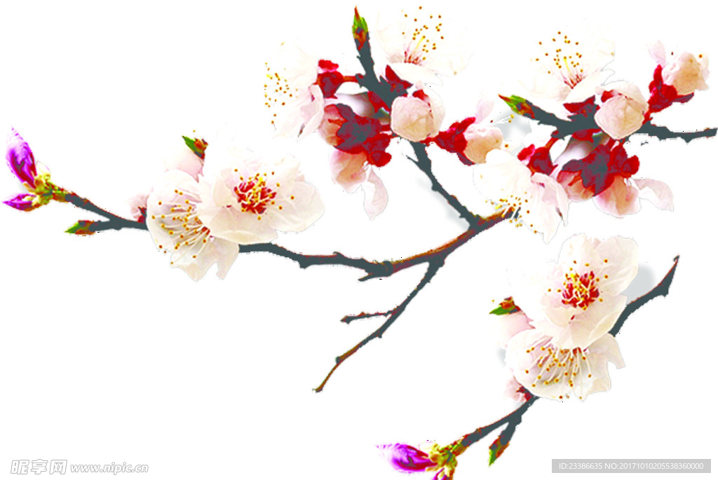 桃花 樱花