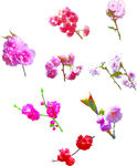 桃花 樱花