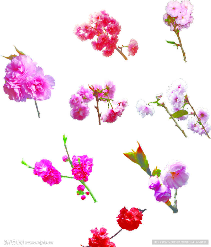 桃花 樱花
