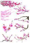 樱花 桃花