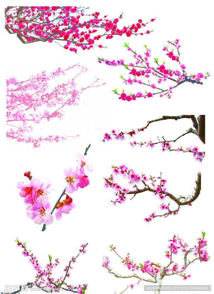 樱花 桃花