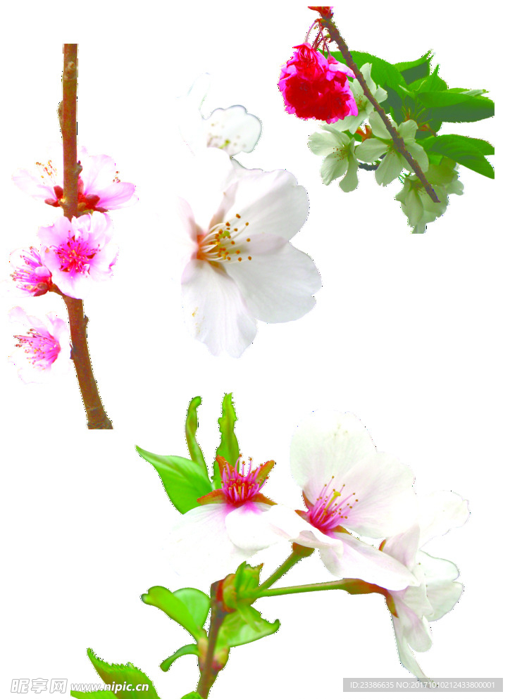 桃花