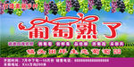葡萄熟了广告素材
