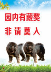獒动物