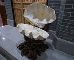 大珍珠贝壳