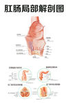 肛肠局部解剖图