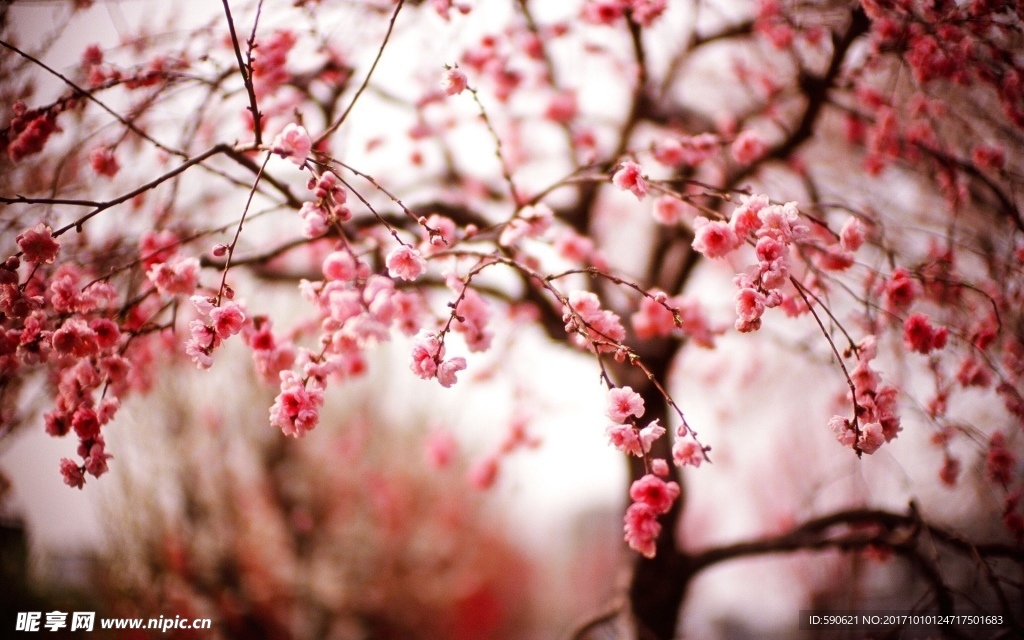 桃花