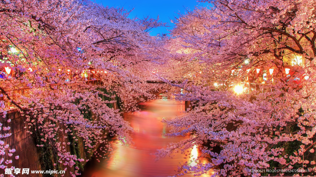 樱花