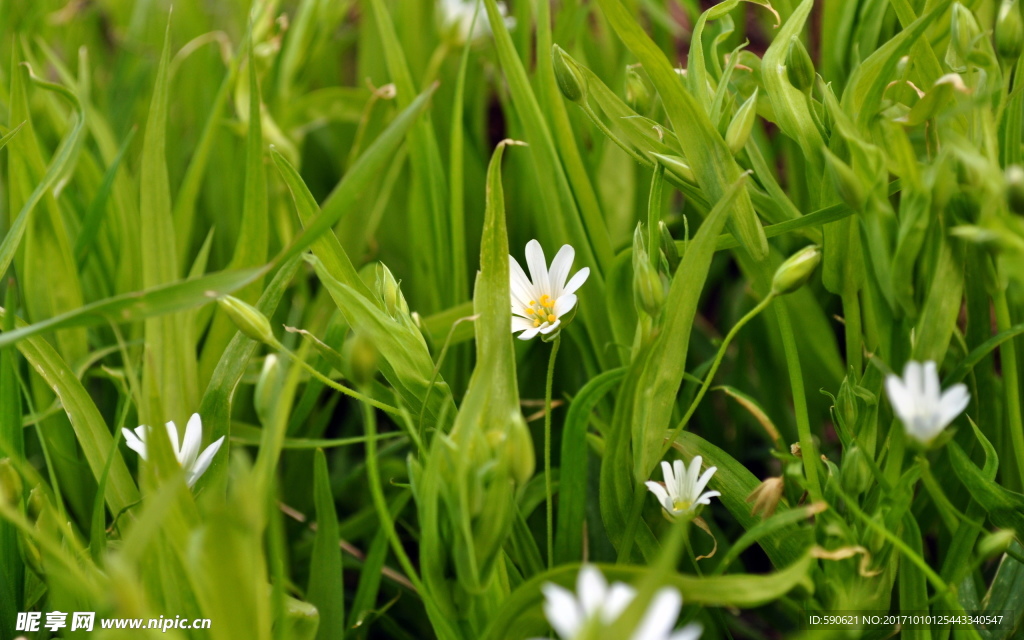 花