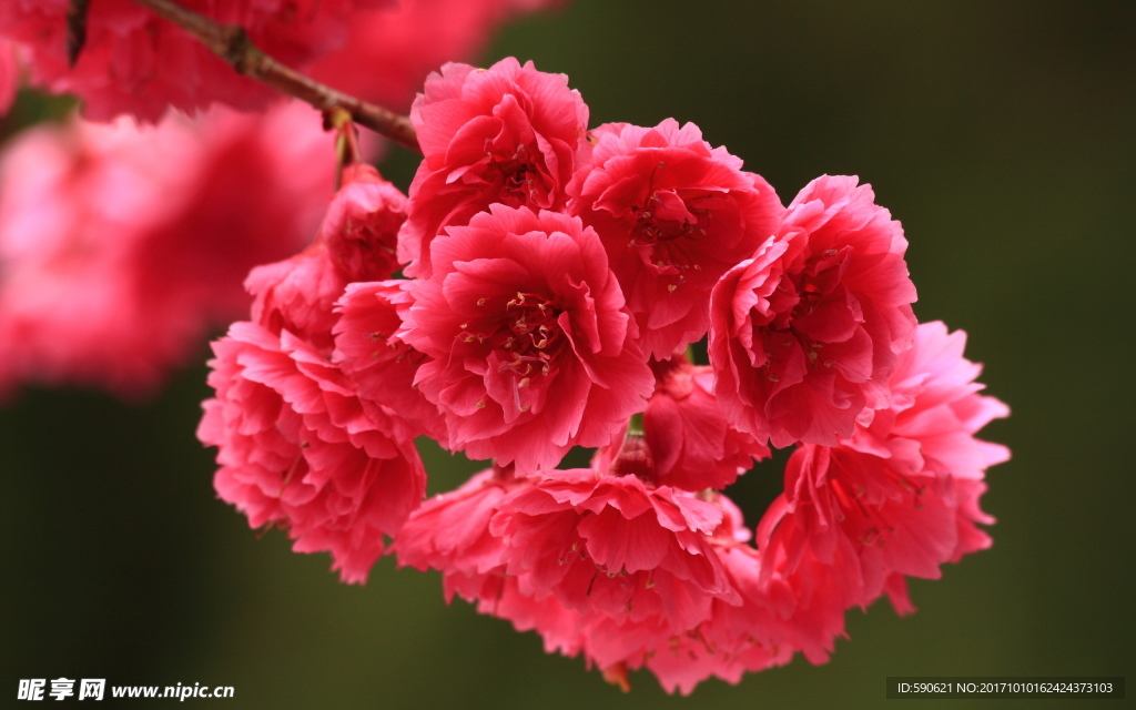 桃花
