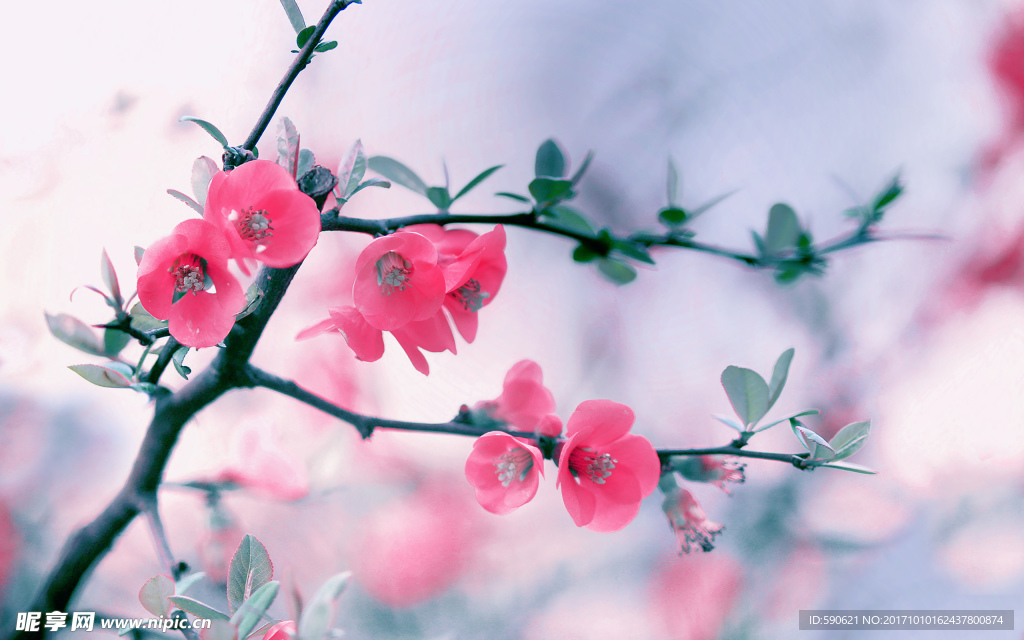 桃花