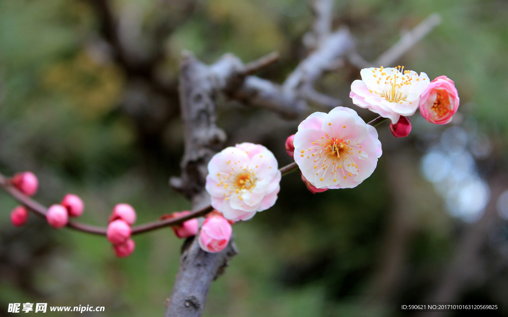 桃花