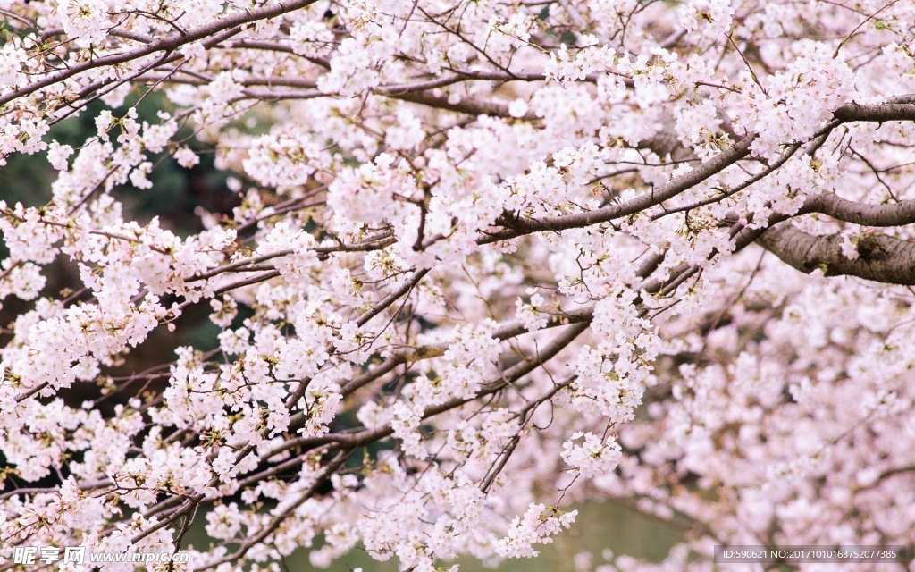 桃花