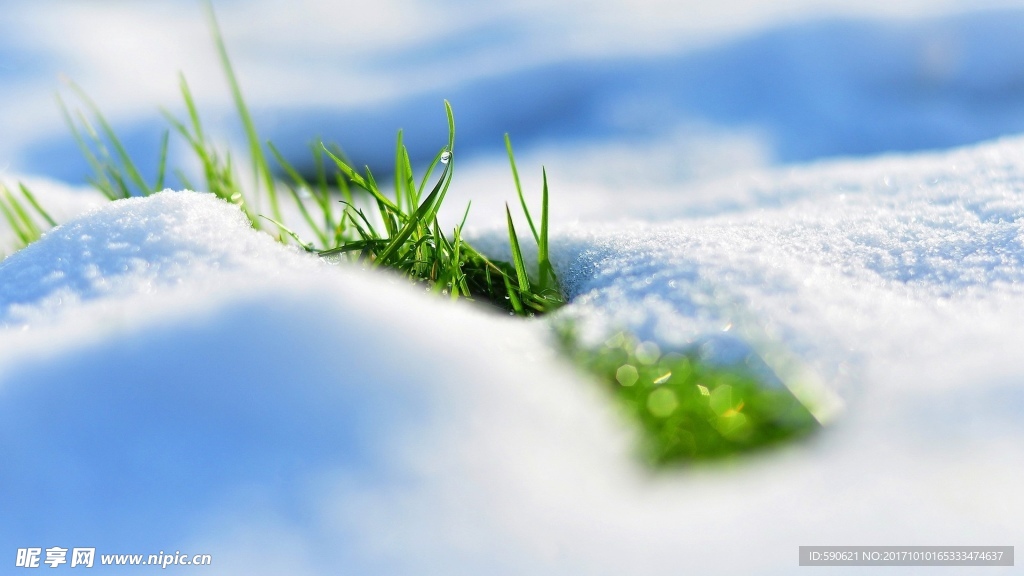 雪地小草