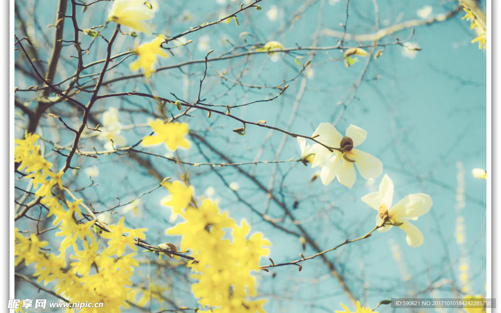 桃花