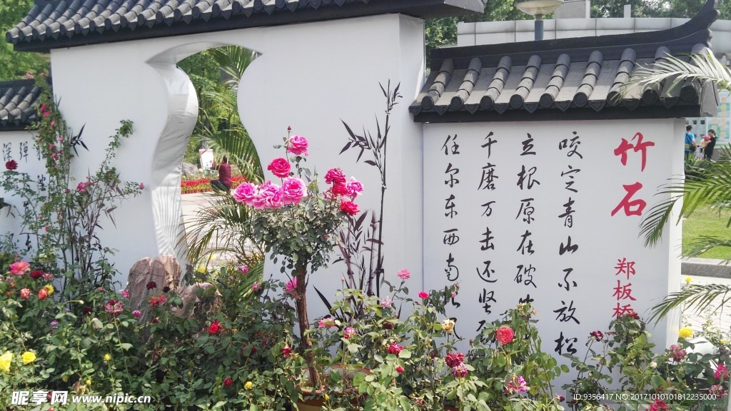 月季花