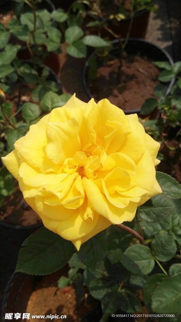 月季花