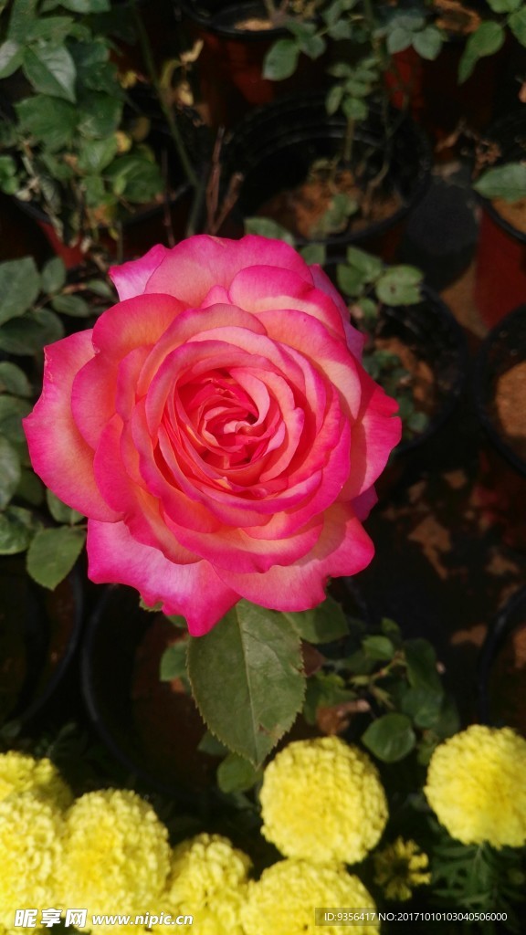 月季花