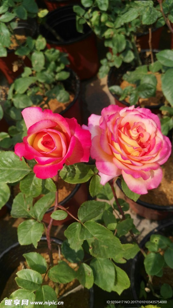 月季花