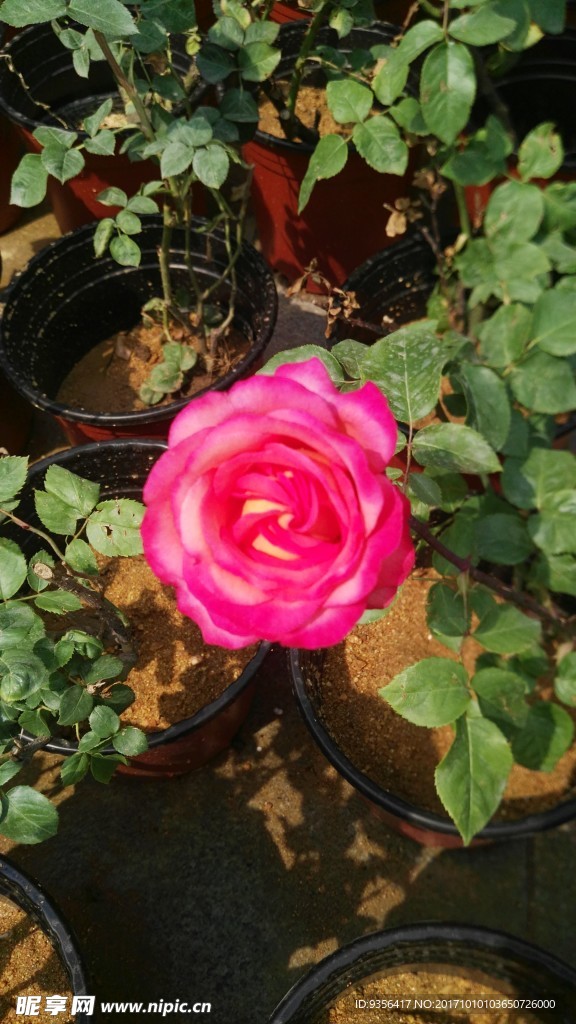 月季花
