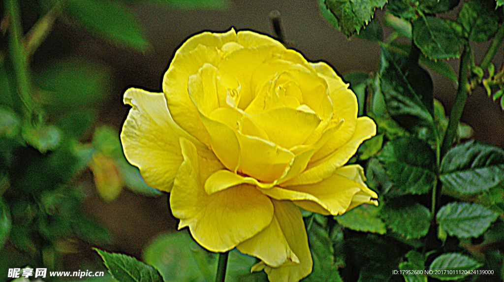 月季花