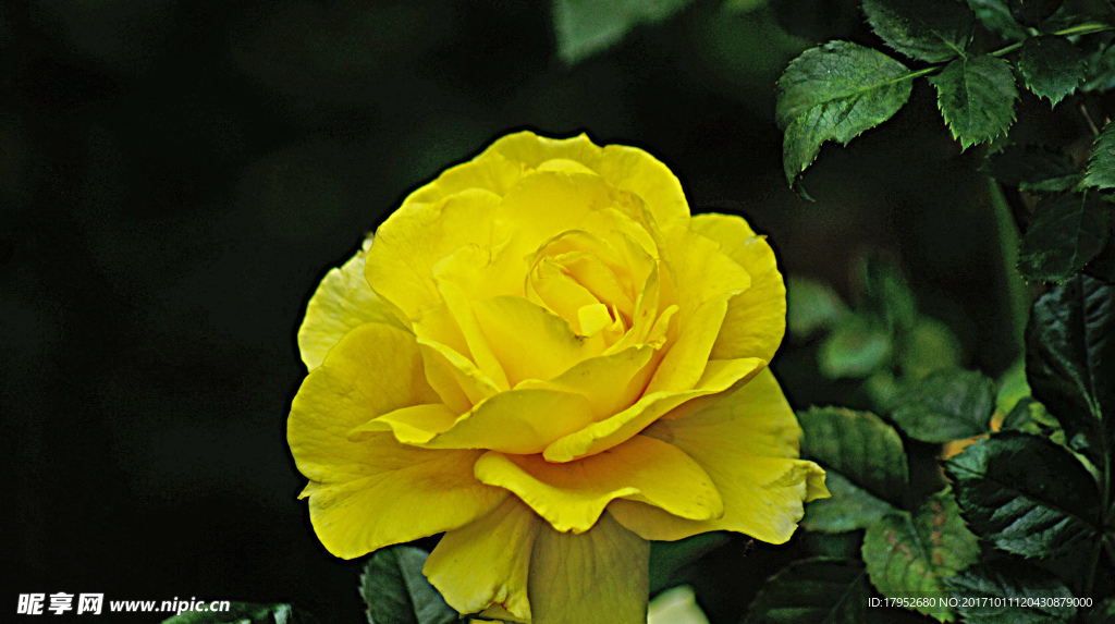 月季花