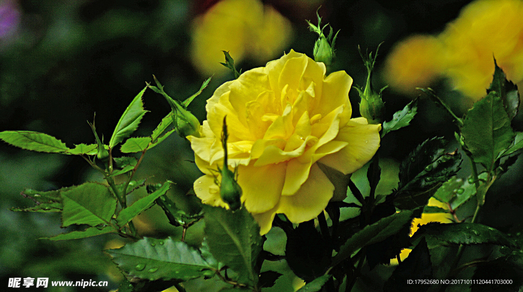 月季花
