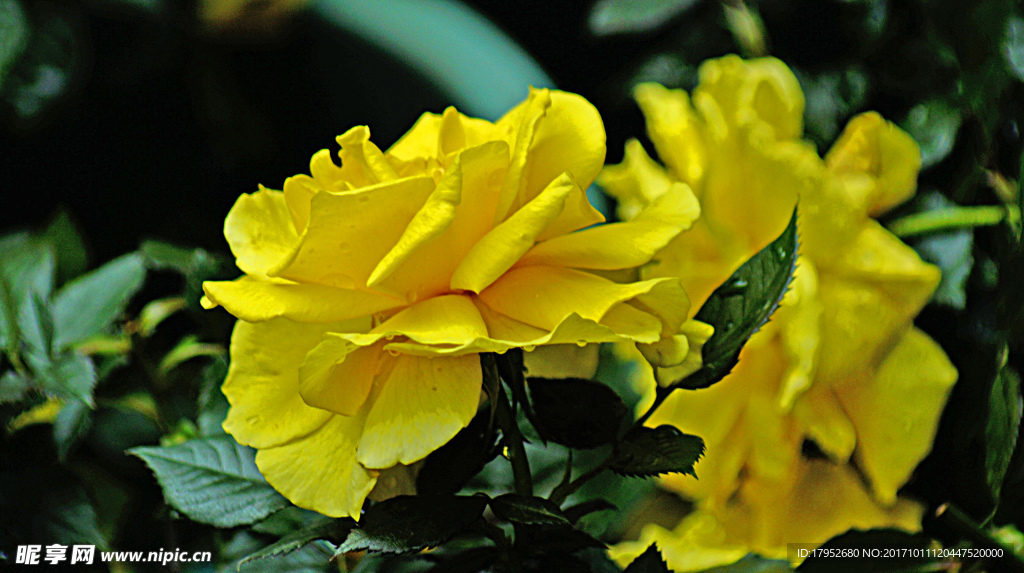 月季花