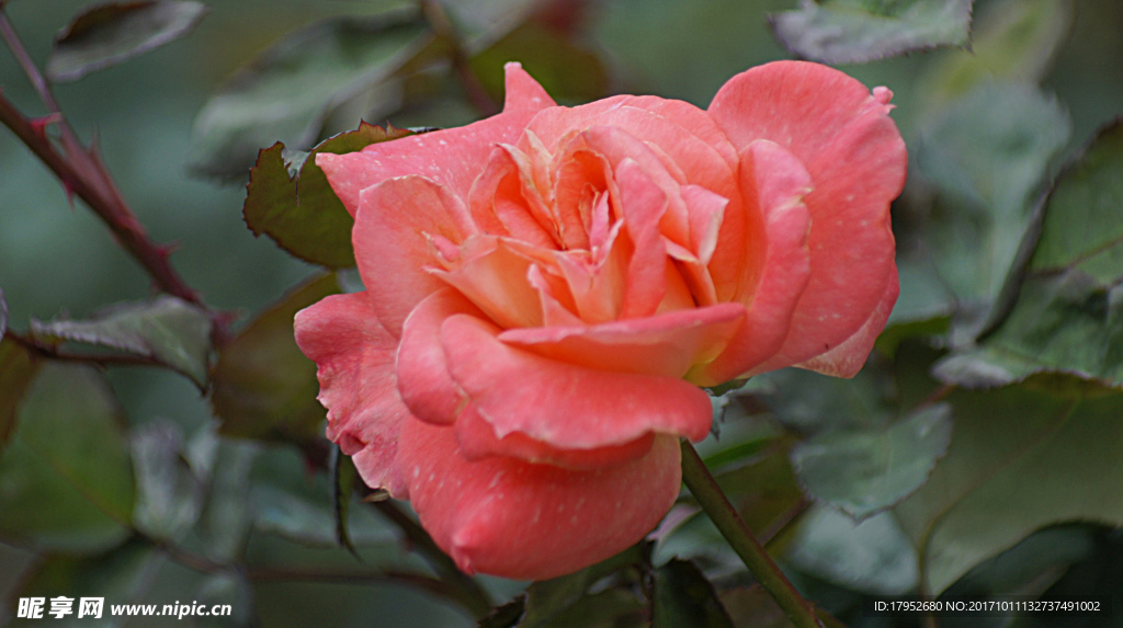 月季花