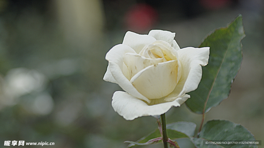 月季花