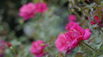 月季花