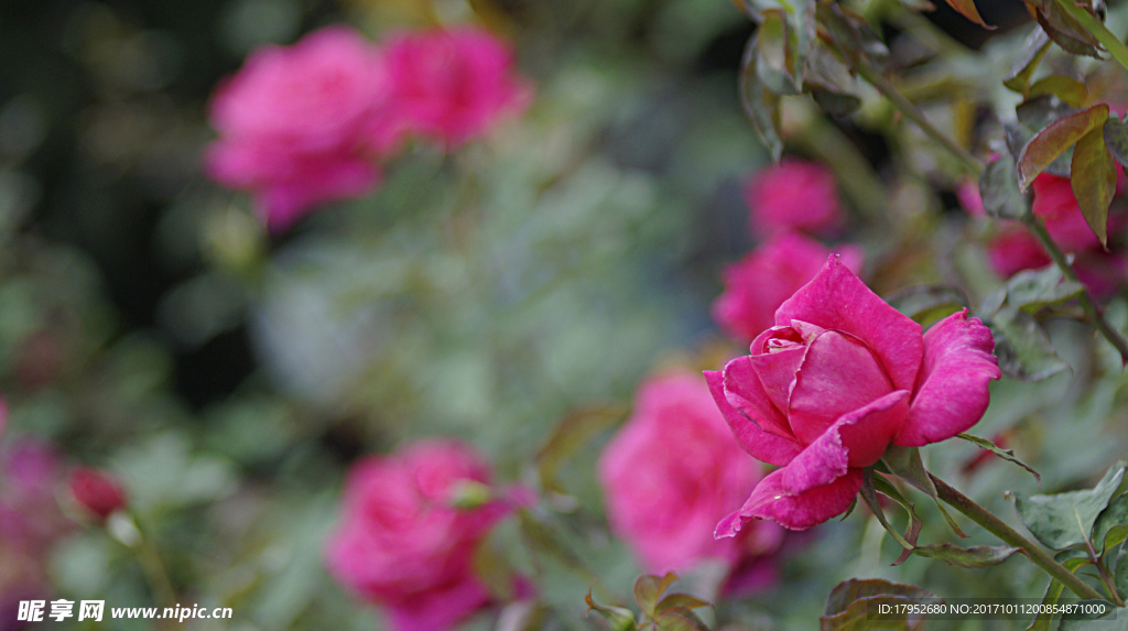 月季花