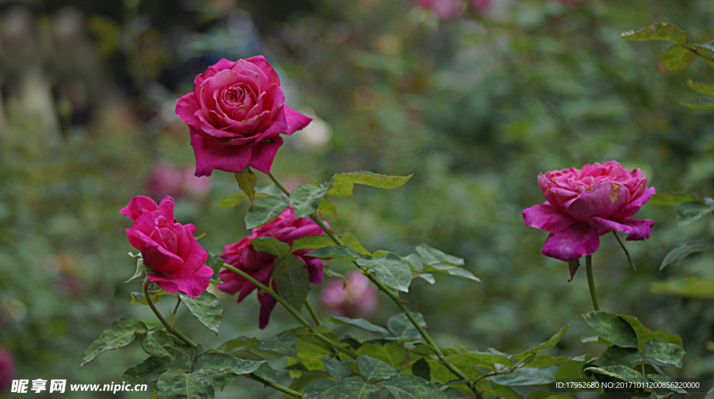 月季花